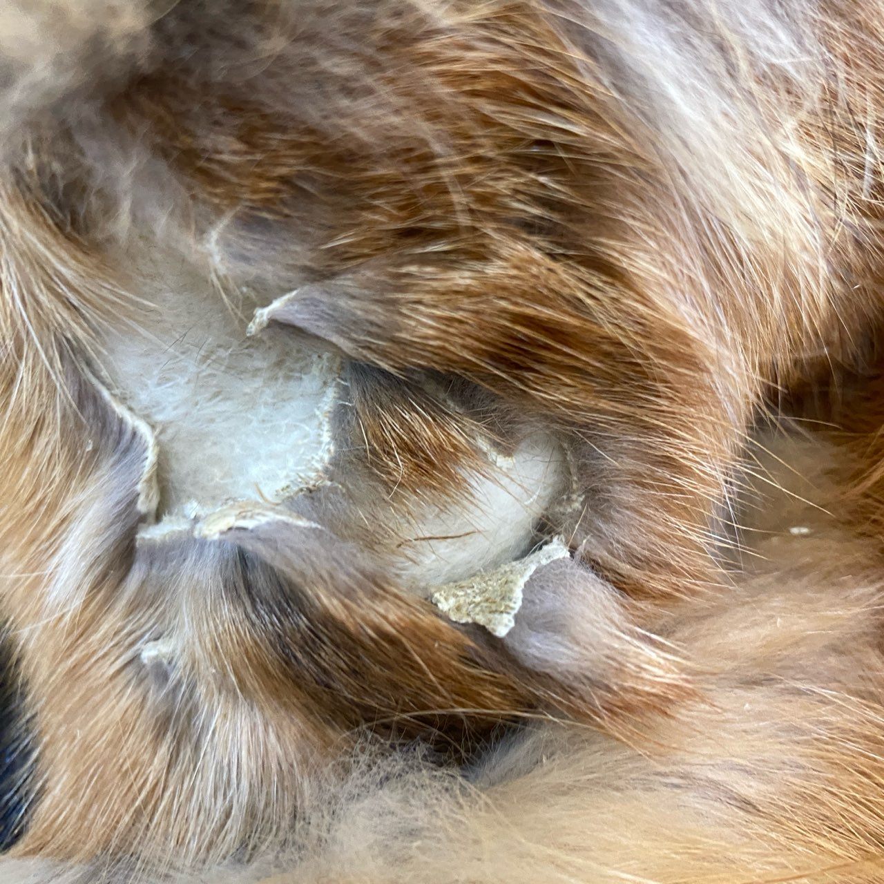 69k4 AZUMA アズマ レッドフォックス 超ロングコート 107cm 茶系 最高級本毛皮 RED FOX FUR 毛並み◎ 毛質◎t18r